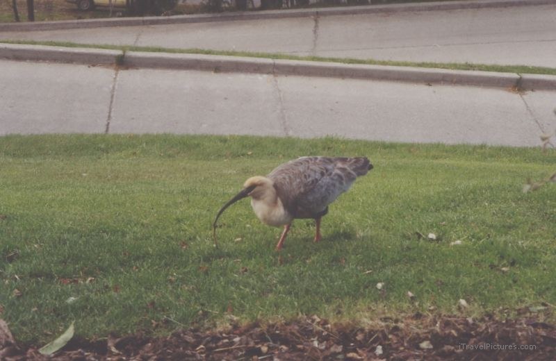 bird